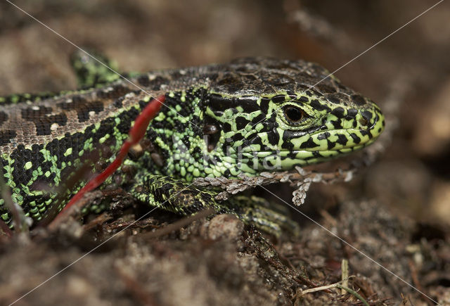 Zandhagedis (Lacerta agilis)