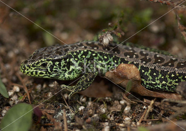 Zandhagedis (Lacerta agilis)