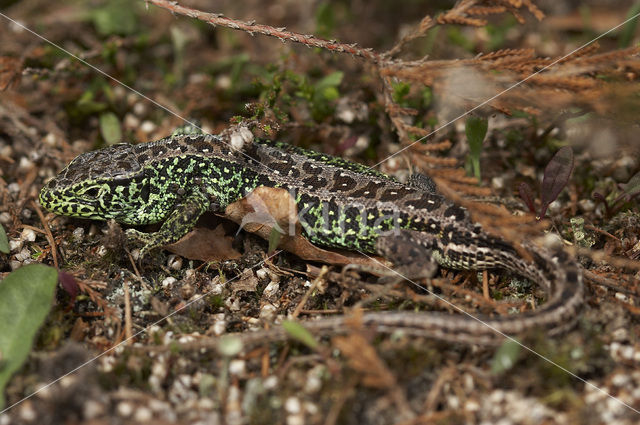 Zandhagedis (Lacerta agilis)