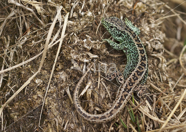 Zandhagedis (Lacerta agilis)