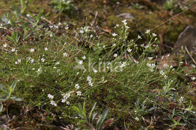 Zinkveldmuur (Minuartia verna)