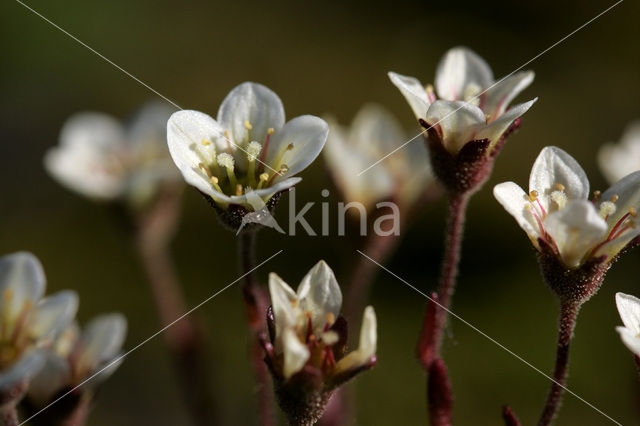 Zuiltjessteenbreek (Saxifraga oppositifolia)