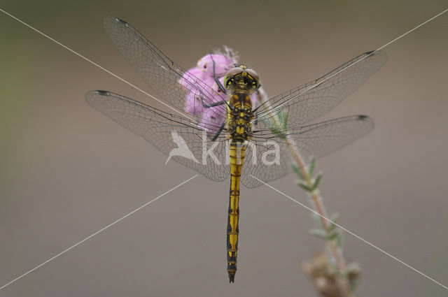 Zwarte heidelibel (Sympetrum danae)