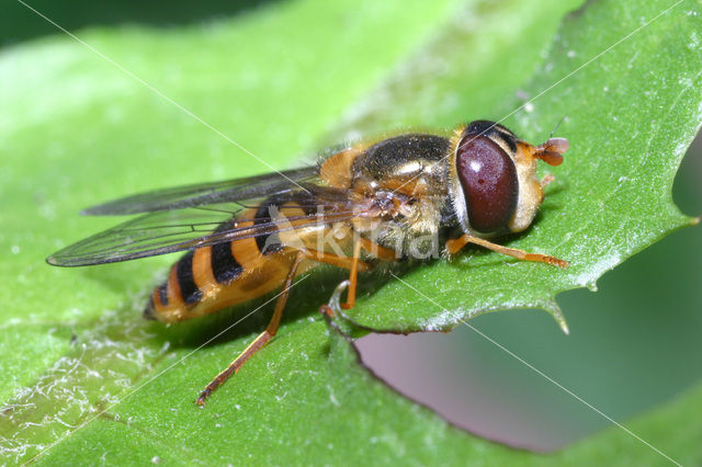 Zwarthaarbandzwever (Epistrophe nitidicollis)