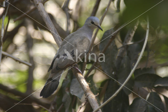 Black-billed Wood-Dove (Turtur abyssinicus)