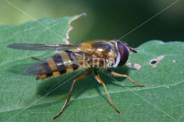 Zwartsprietbandzwever (Epistrophe grossulariae)