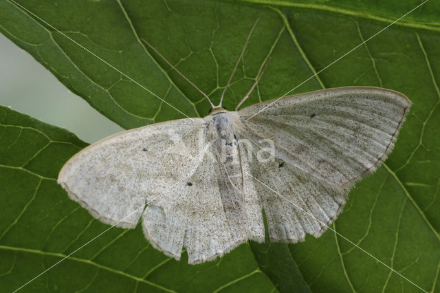 Zwartstipspanner (Scopula nigropunctata)