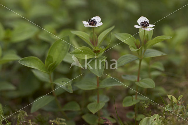 Zweedse kornoelje (Cornus suecica)