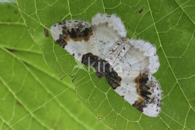 Aangebrande spanner (Ligdia adustata)