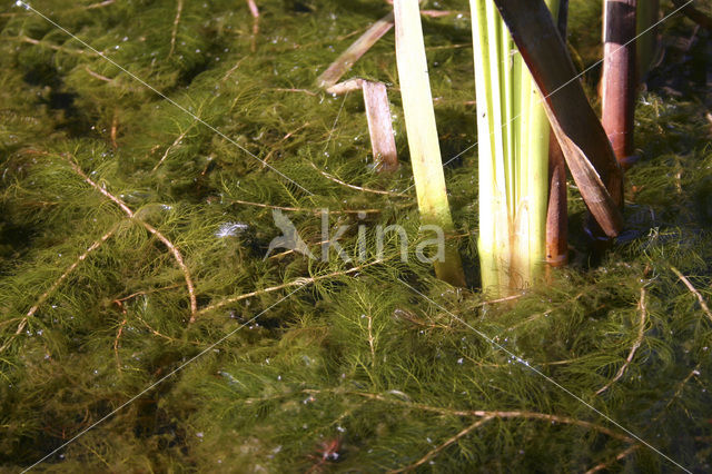 Aarvederkruid (Myriophyllum spicatum)