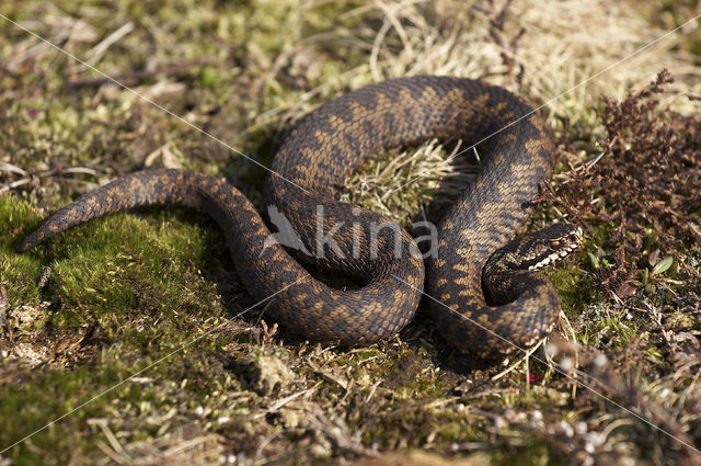 Adder (Vipera berus)