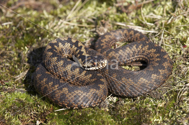 Adder (Vipera berus)