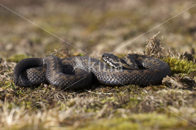 Adder (Vipera berus)