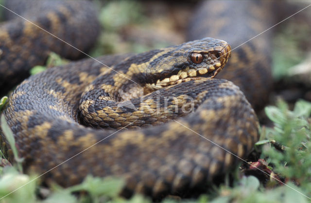 Adder (Vipera berus)