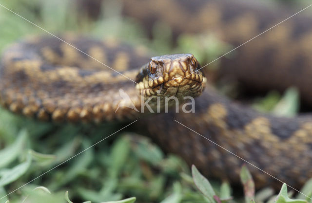 Adder (Vipera berus)