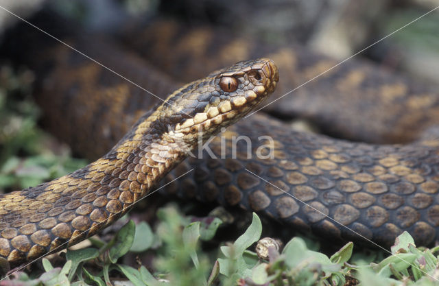 Adder (Vipera berus)