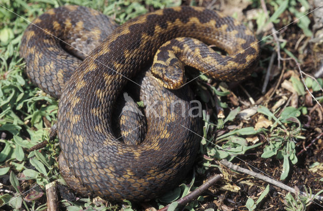 Adder (Vipera berus)