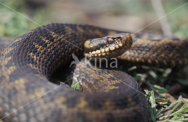 Adder (Vipera berus)