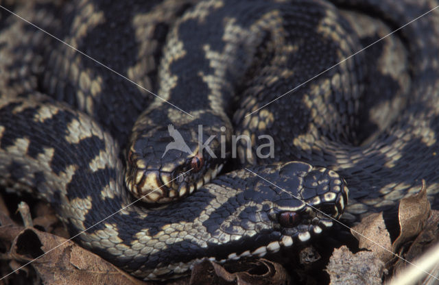 Adder (Vipera berus)