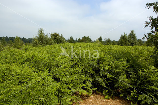 Adelaarsvaren (Pteridium aquilinum)