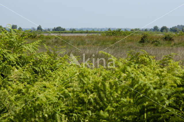 Adelaarsvaren (Pteridium aquilinum)