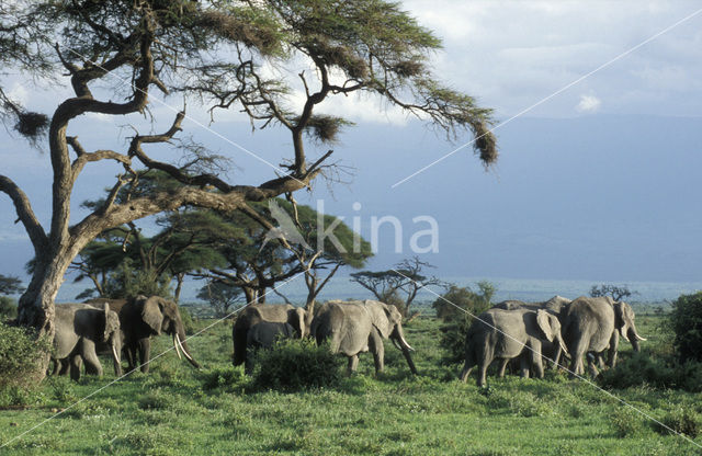 Afrikaanse olifant (Loxodonta africana)