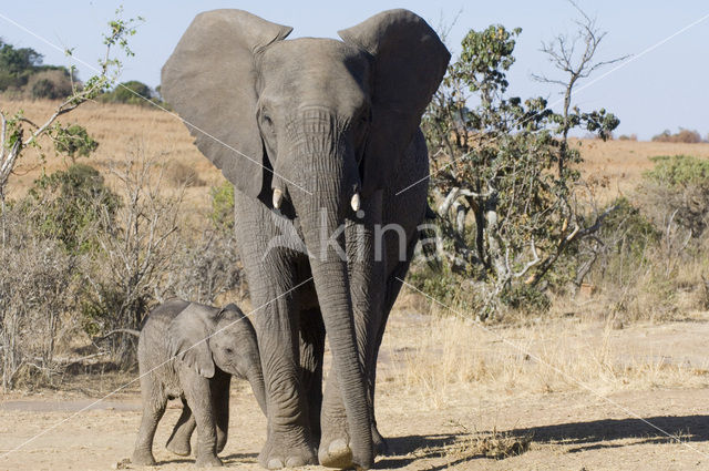 Afrikaanse olifant (Loxodonta africana)