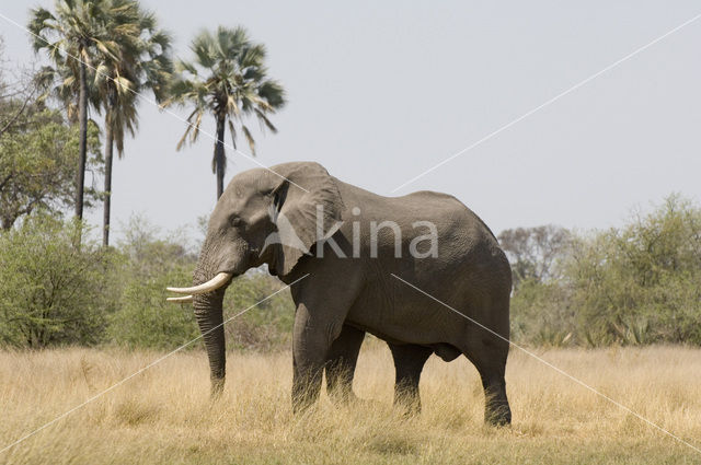 Afrikaanse olifant (Loxodonta africana)