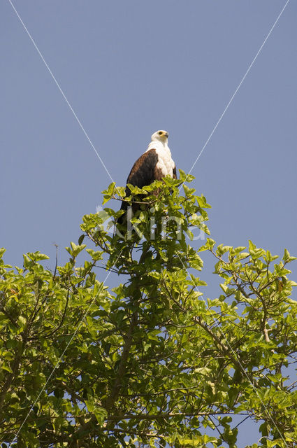 Afrikaanse Zeearend (Haliaeetus vocifer)