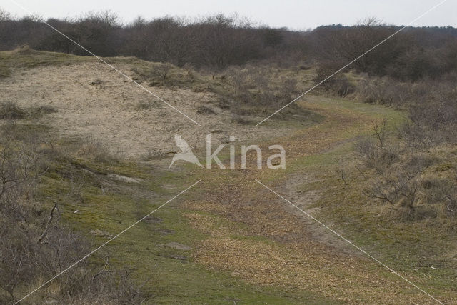 Amsterdamse waterleidingduinen