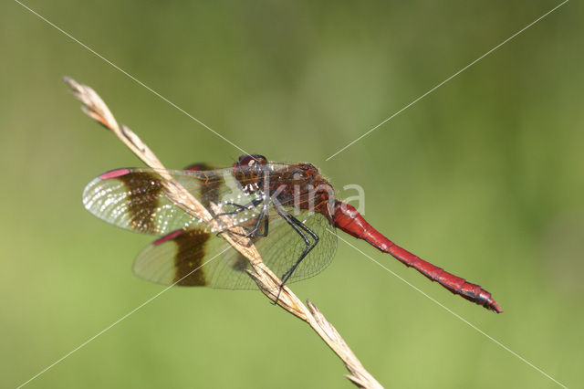 Bandheidelibel (Sympetrum pedemontanum)