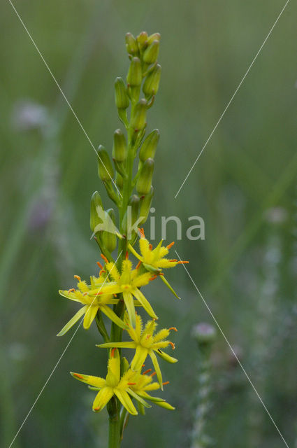 Beenbreek (Narthecium ossifragum)