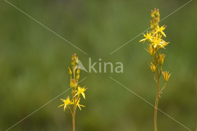 Beenbreek (Narthecium ossifragum)