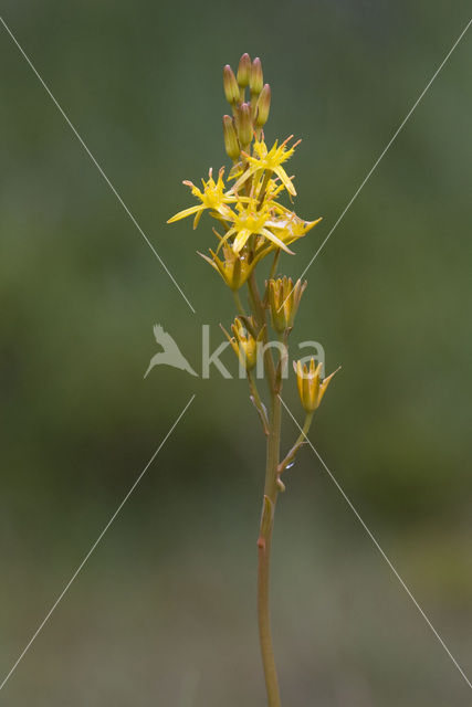 Beenbreek (Narthecium ossifragum)