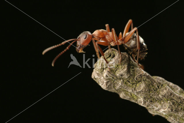 Behaarde rode bosmier (Formica rufa)