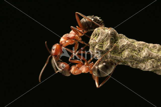 Behaarde rode bosmier (Formica rufa)