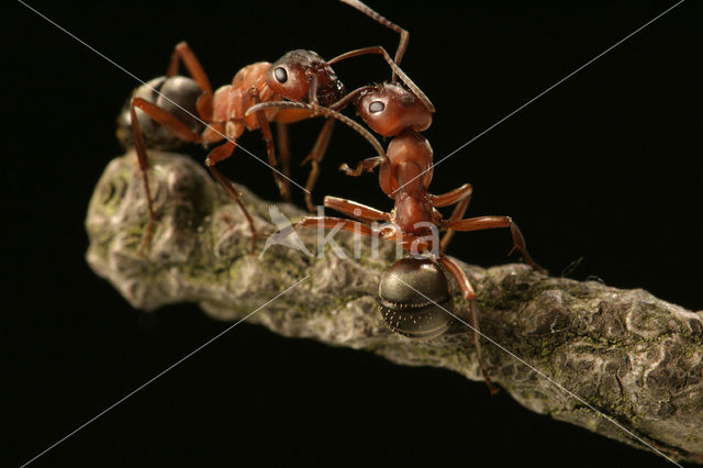 Behaarde rode bosmier (Formica rufa)