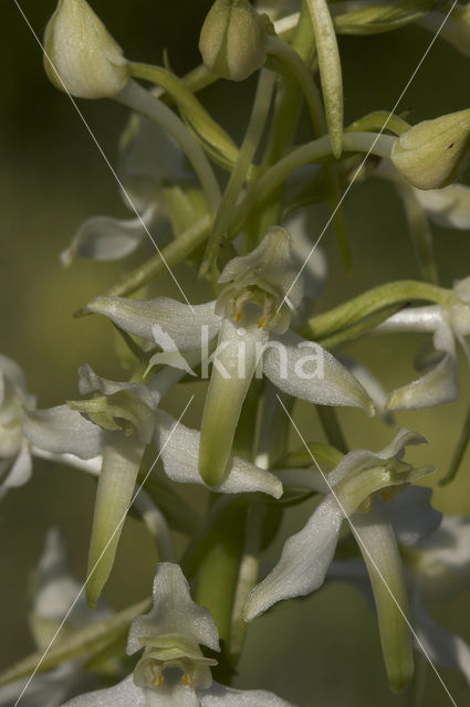 Bergnachtorchis (Platanthera chlorantha)