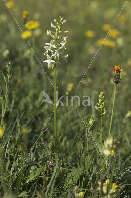 Bergnachtorchis (Platanthera chlorantha)