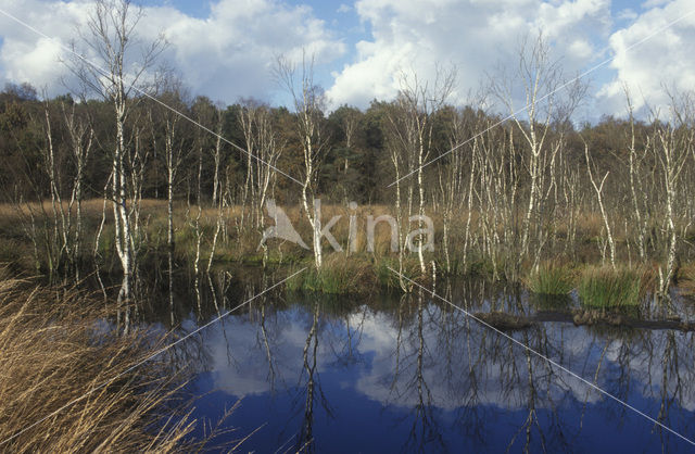 Berk (Betula)