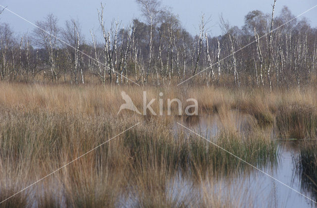 Berk (Betula)