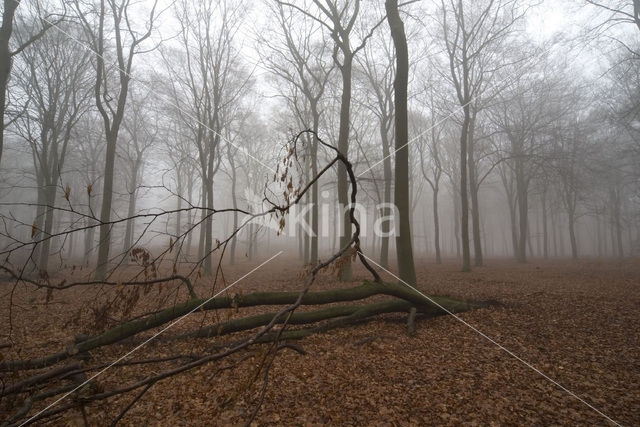 Beuk (Fagus sylvatica)