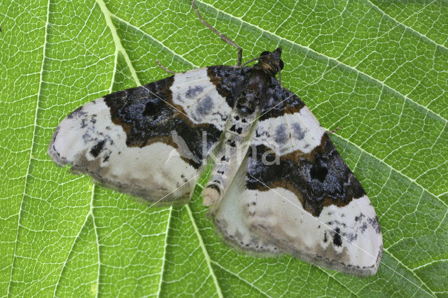 Blauwbandspanner (Cosmorhoe ocellata)