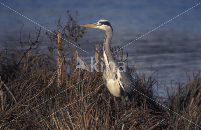 Blauwe Reiger (Ardea cinerea)