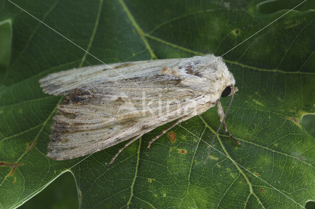 Bleke grasworteluil (Apamea lithoxylaea)