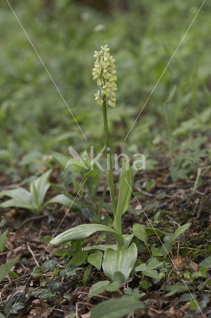 Pale-flowered Orchid (Orchis pallens)