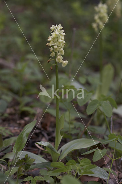 Pale-flowered Orchid (Orchis pallens)