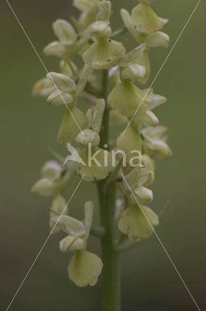 Pale-flowered Orchid (Orchis pallens)