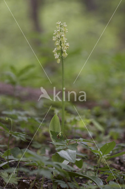 Pale-flowered Orchid (Orchis pallens)