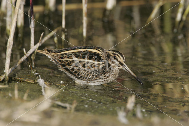 Jack Snipe (Lymnocryptes minimus)